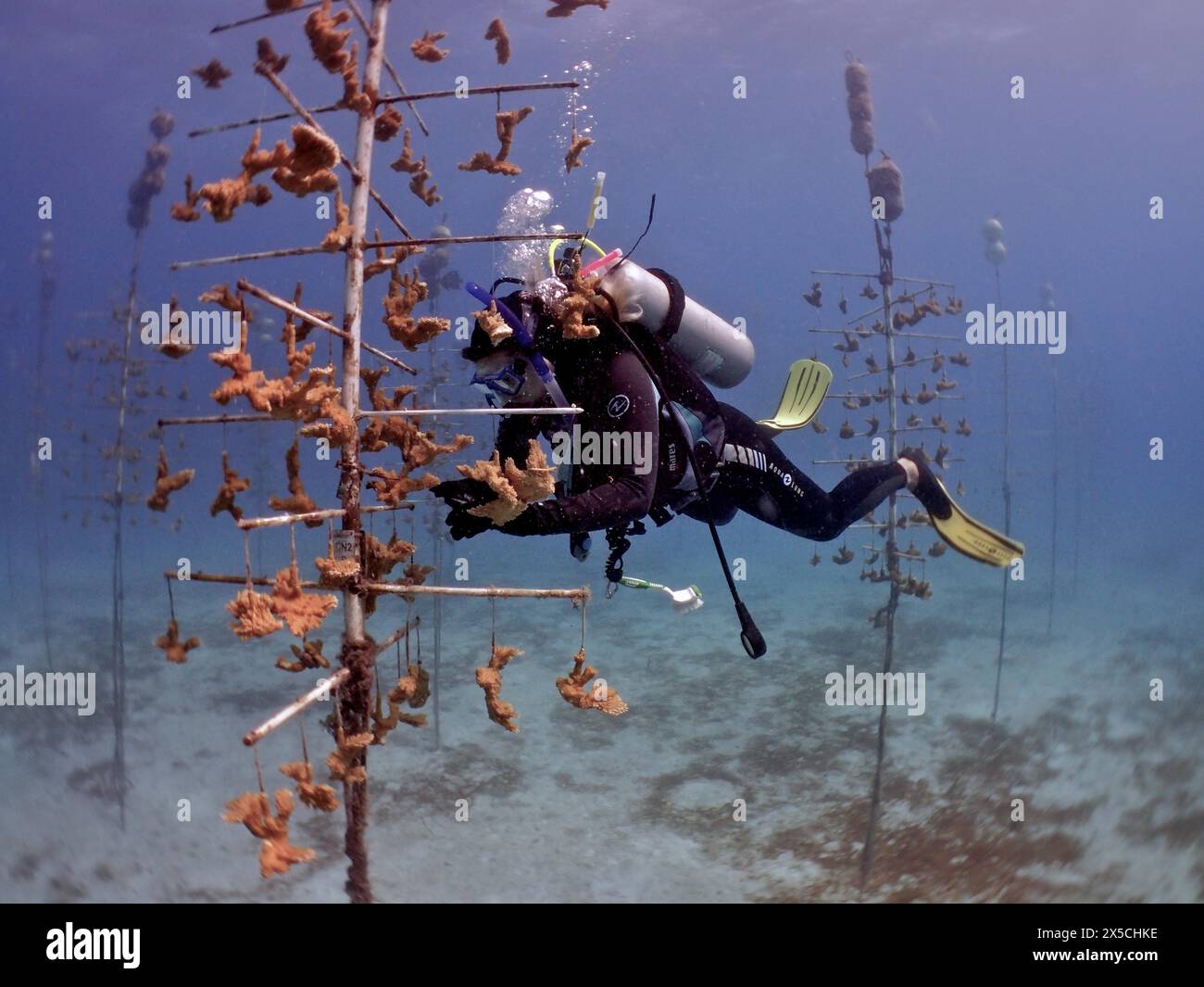 Coral farming. Diver cleans the frame on which young specimens of ...