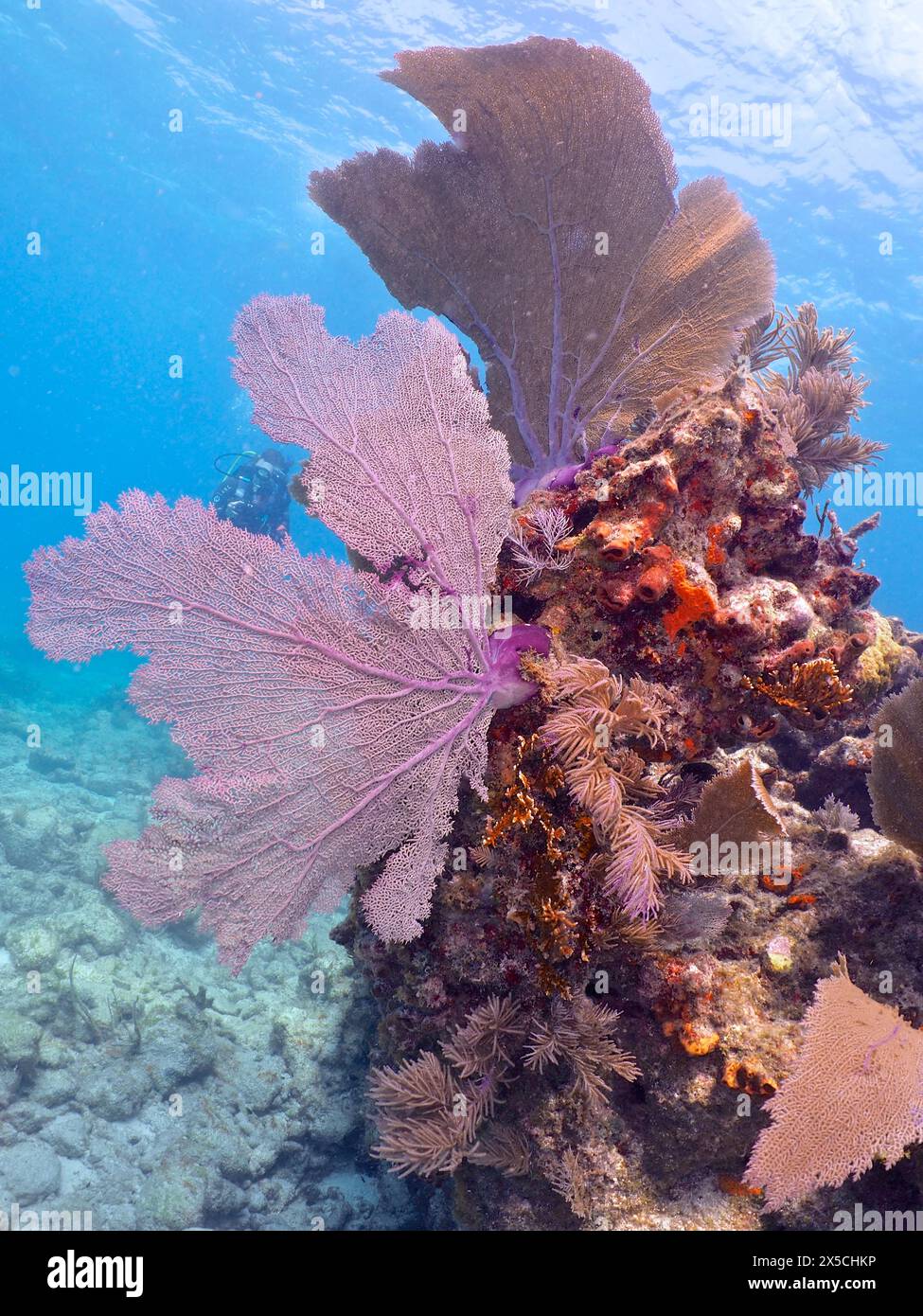 Teal Coral Gray - Etsy, image size:975x1390