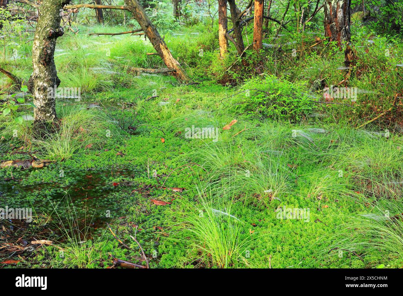 Peat mosses (Sphagnum), pale mosses (Sphagnum), pine, pine family (Pinaceae), forest, Eulenbruck, Pfrunger-Burgweiler Ried. Baden-Wuerttemberg Stock Photo