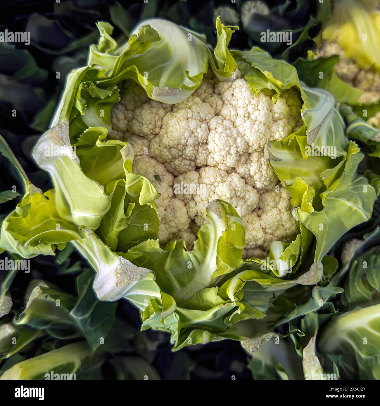 Cauliflower (Brassica oleracea var. botrytis) unprocessed raw in ...