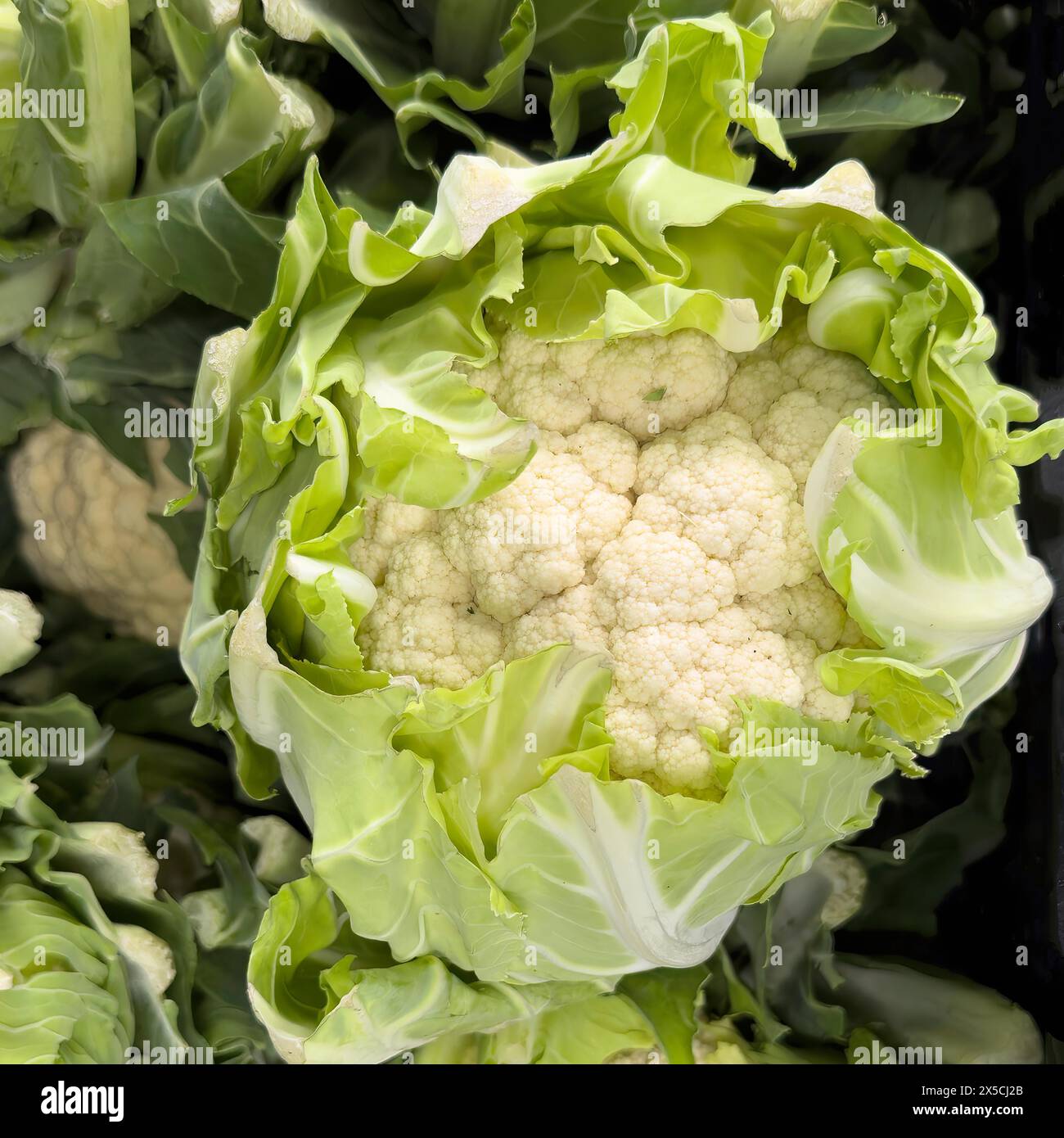 Cauliflower (Brassica oleracea var. botrytis) unprocessed raw in ...