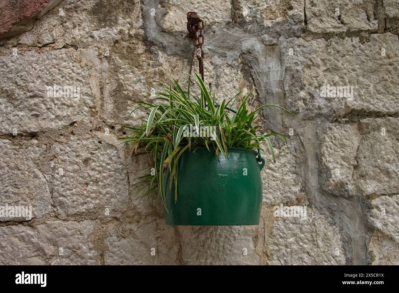 Potted plant hanging on a stone wall Stock Photo