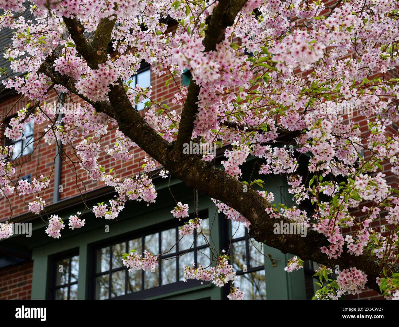 Cherry blossome hi-res stock photography and images - Alamy