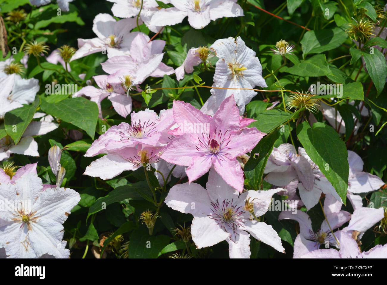 Beautiful Hagley Hybrid clematic flowers in the garden. Stock Photo