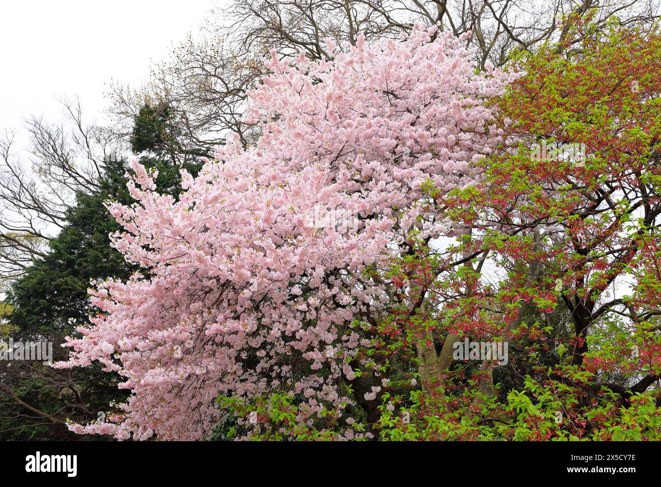 Shinjuku Gyoen National Garden with spring cherry blossom (sakura) in ...