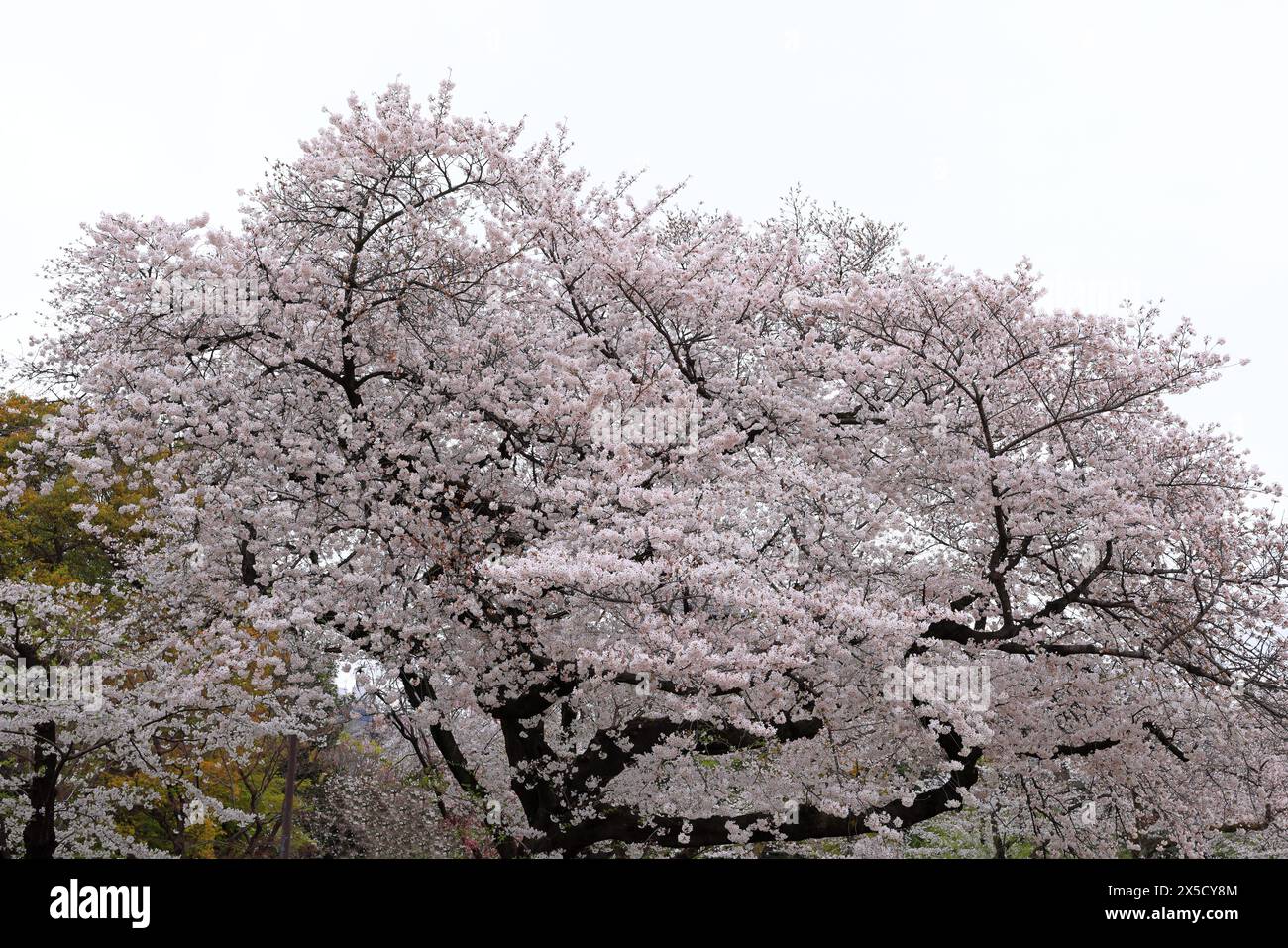 Shinjuku Gyoen National Garden with spring cherry blossom (sakura) in ...