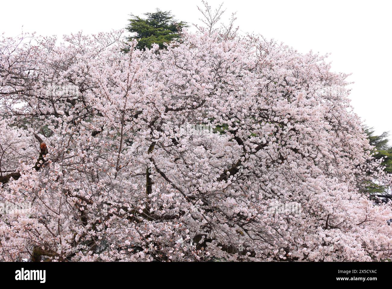 Shinjuku Gyoen National Garden with spring cherry blossom (sakura) in ...