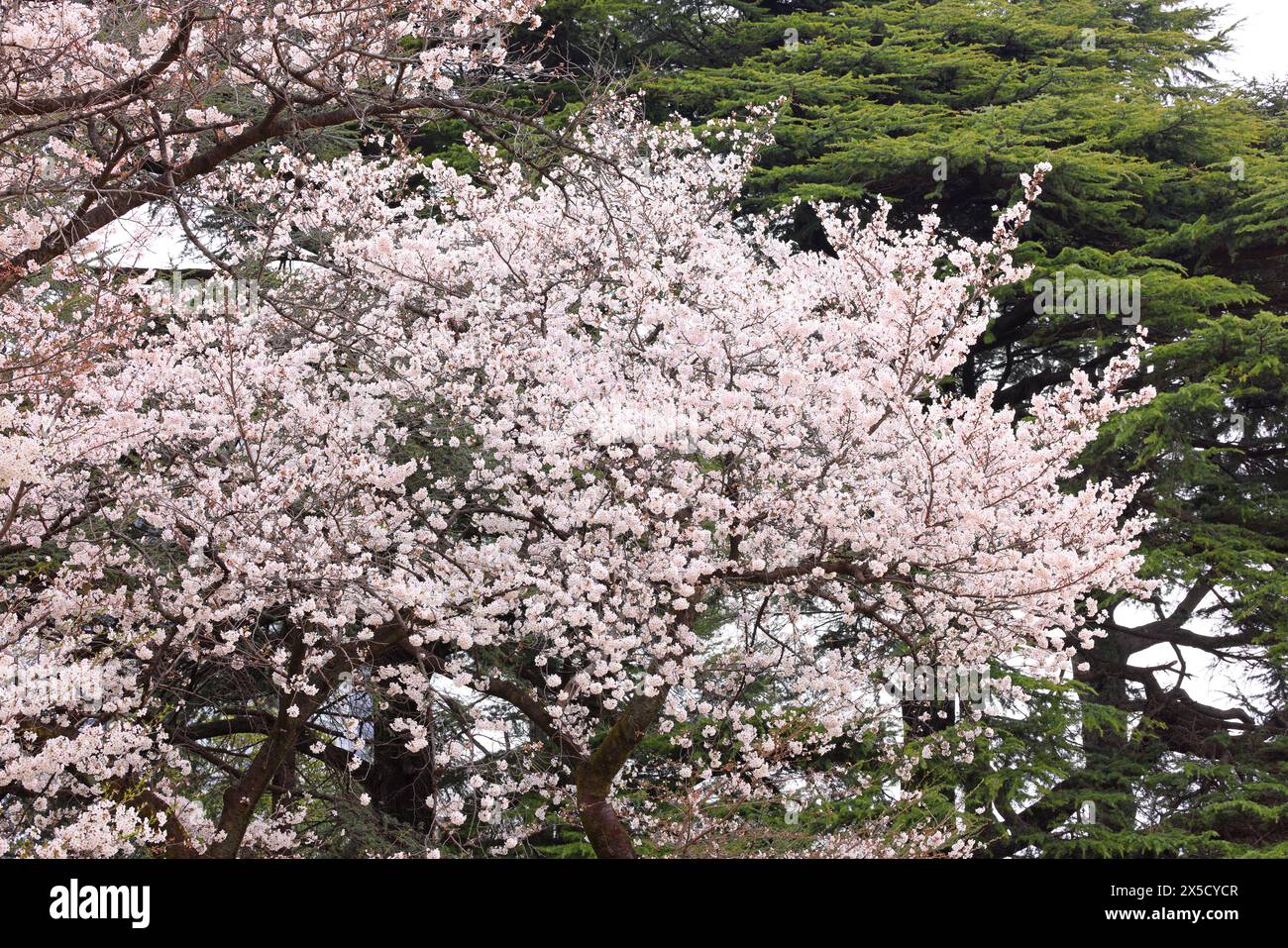 Shinjuku Gyoen National Garden with spring cherry blossom (sakura) in ...