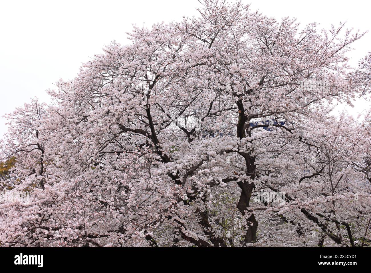 Shinjuku Gyoen National Garden with spring cherry blossom (sakura) in ...