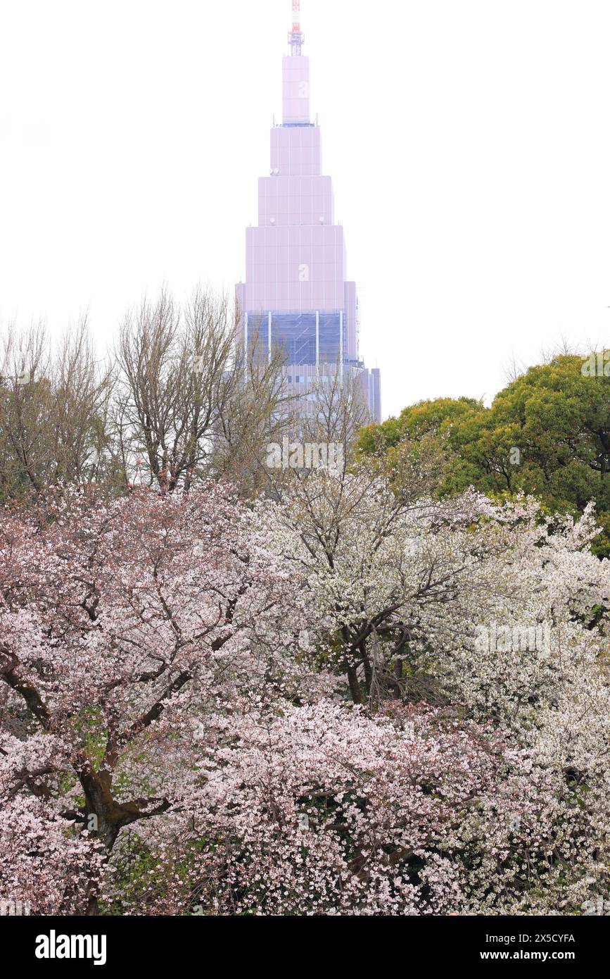 Shinjuku Gyoen National Garden with spring cherry blossom (sakura) in ...