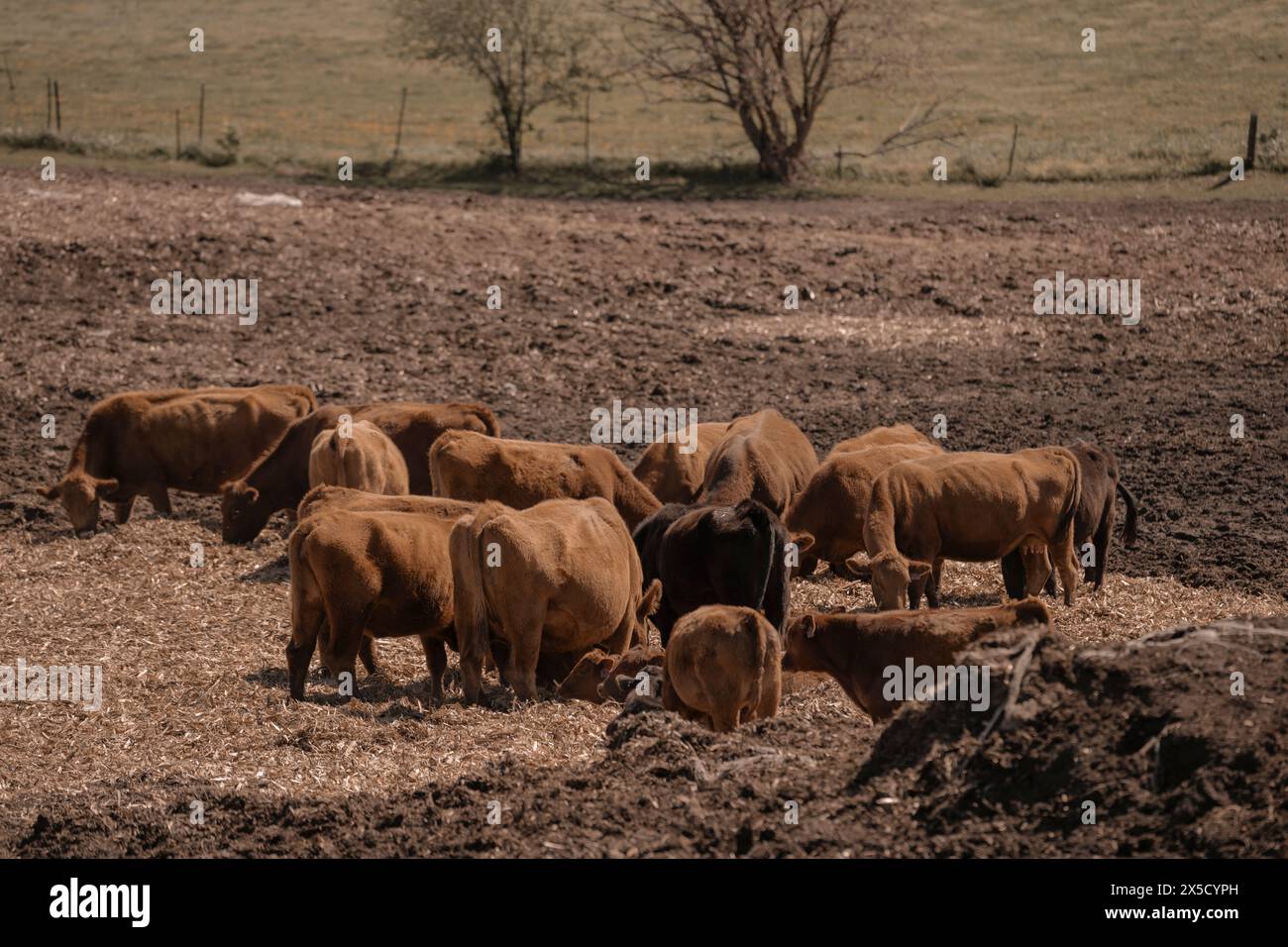 Herd of brown cows grazing on a dry, muddy field with a sparse ...