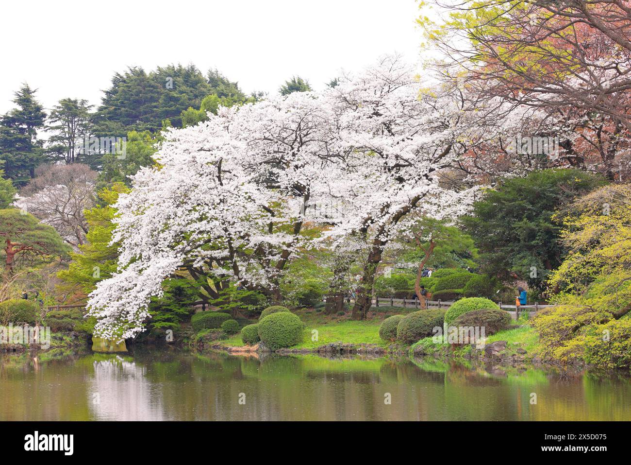 Shinjuku Gyoen National Garden with spring cherry blossom (sakura) in ...