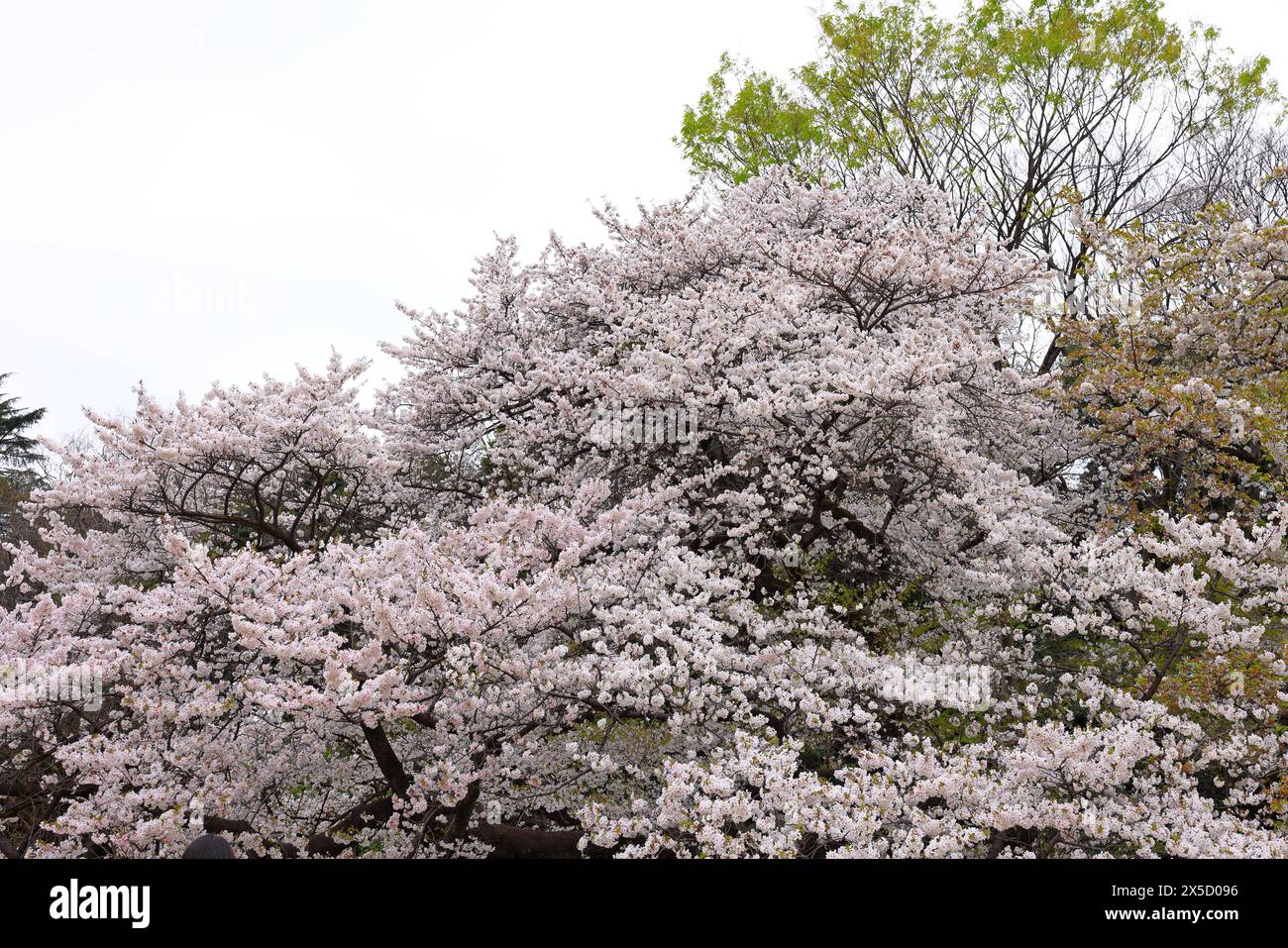 Shinjuku Gyoen National Garden with spring cherry blossom (sakura) in ...