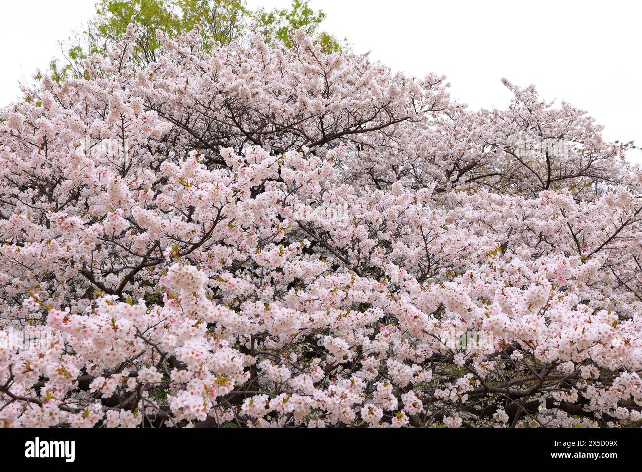 Shinjuku Gyoen National Garden with spring cherry blossom (sakura) in ...