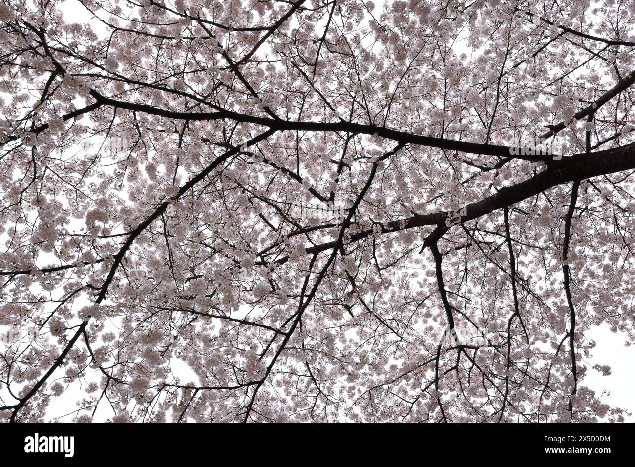 Shinjuku Gyoen National Garden with spring cherry blossom (sakura) in ...