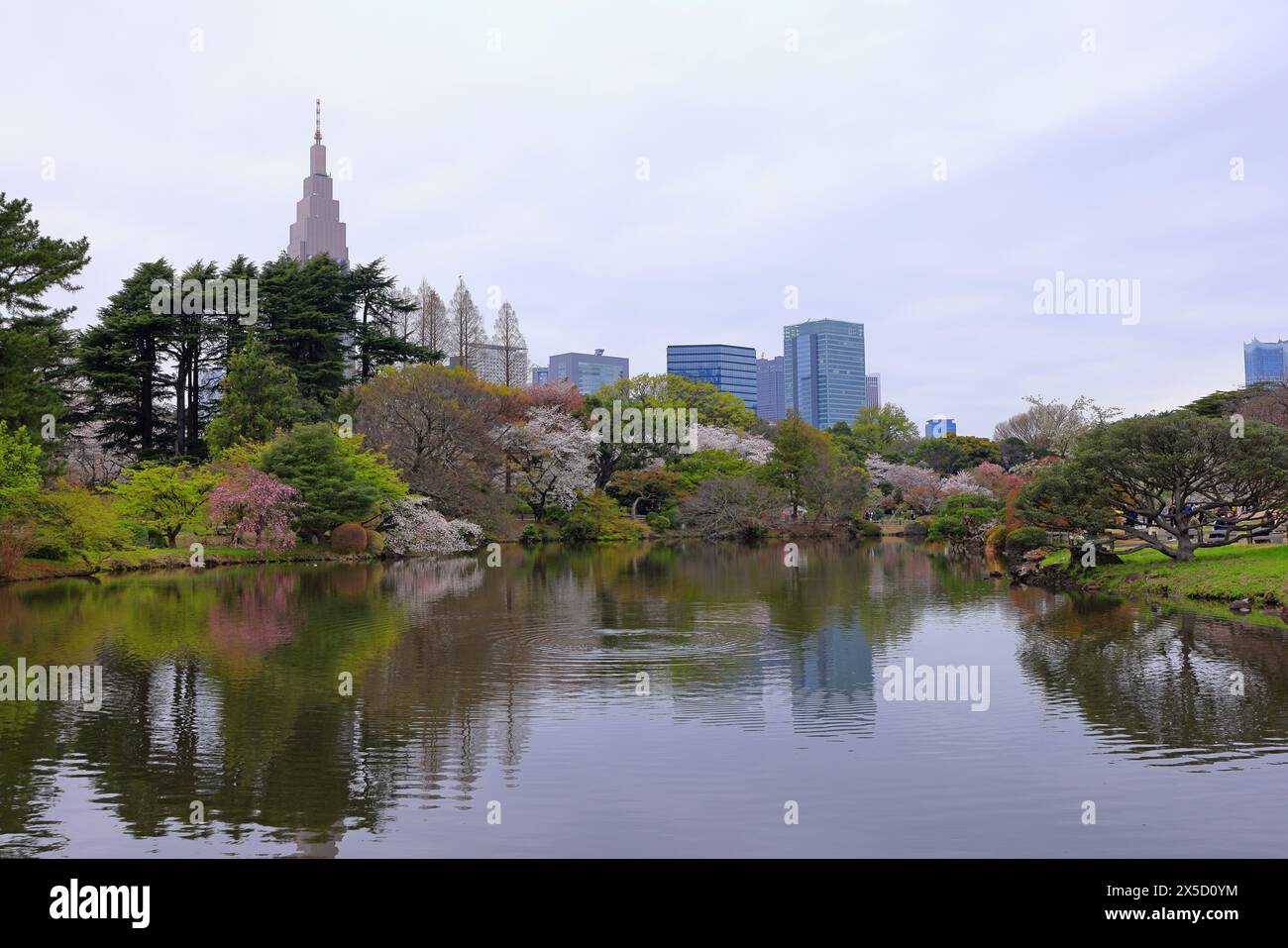 Shinjuku Gyoen National Garden with spring cherry blossom (sakura) in ...