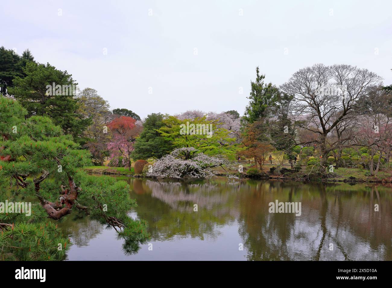 Shinjuku Gyoen National Garden with spring cherry blossom (sakura) in ...