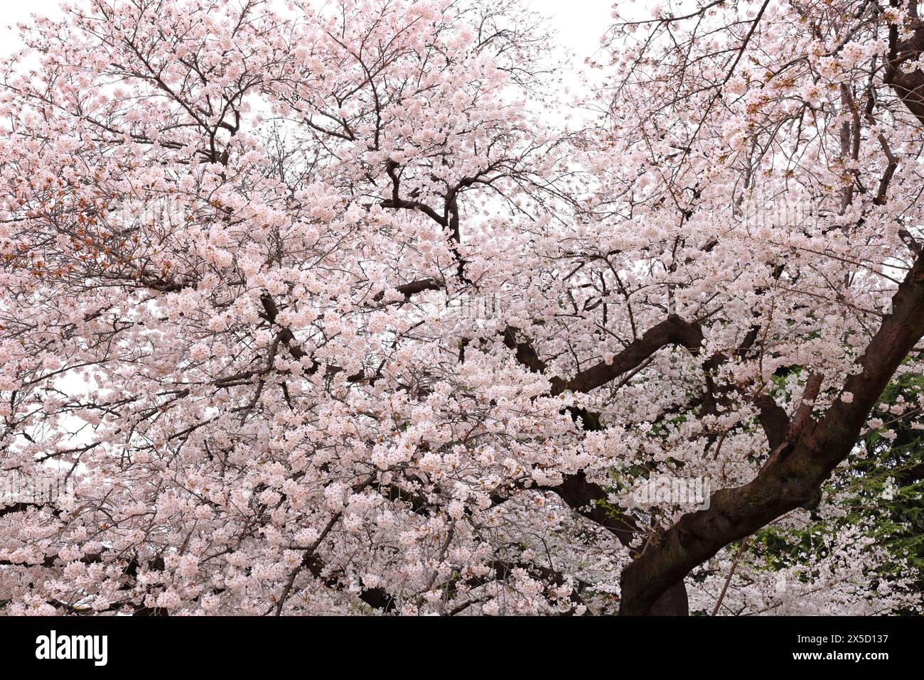Shinjuku Gyoen National Garden with spring cherry blossom (sakura) in ...
