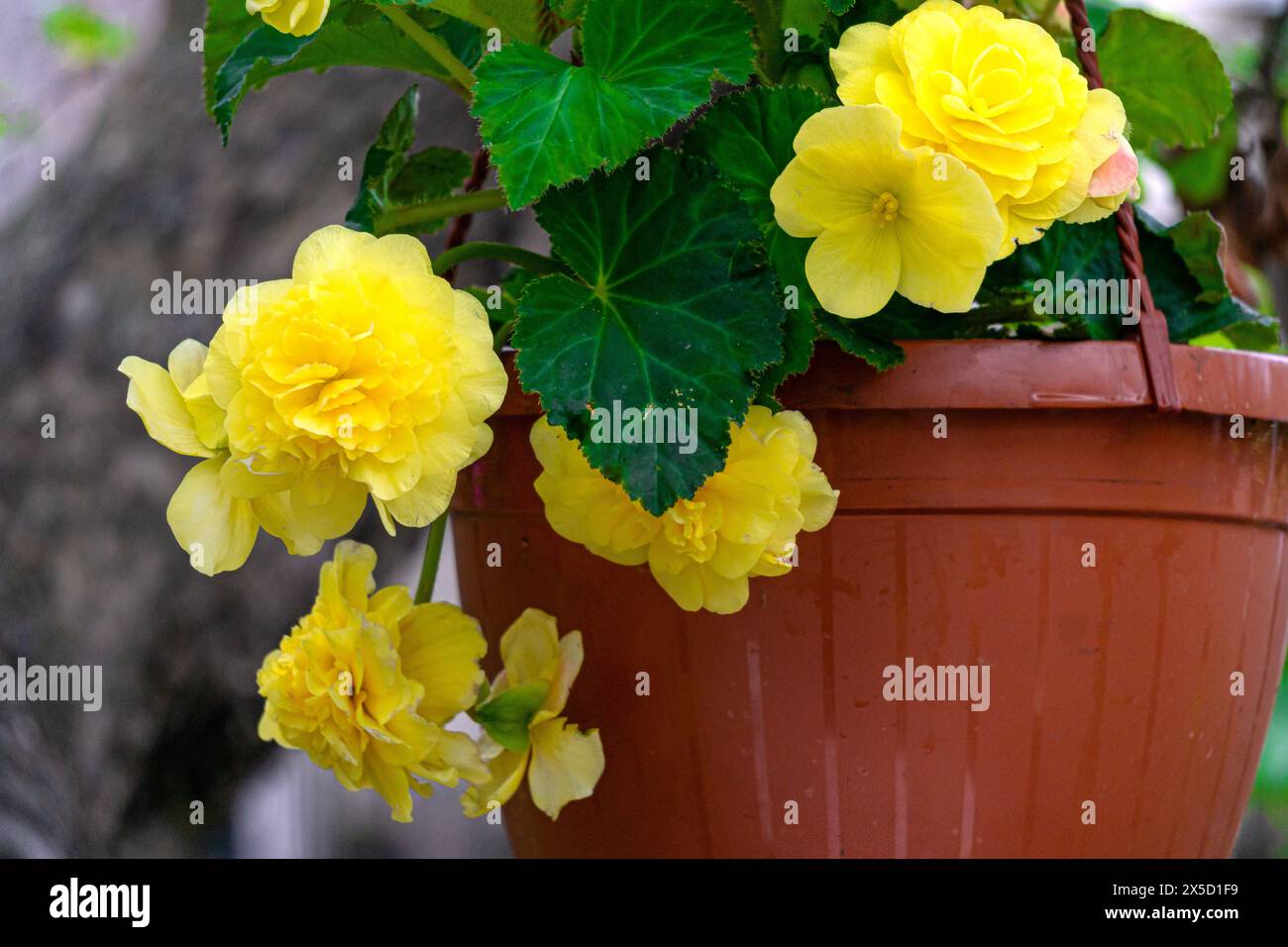 Beautiful bush with blooming yellow begonia flowers in a flower pot Stock Photo