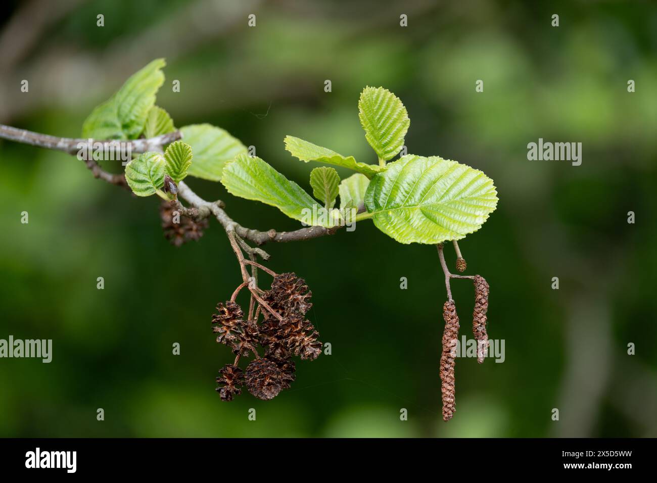 Alder (Alnus glutinosa), Warwickshire, UK Stock Photo