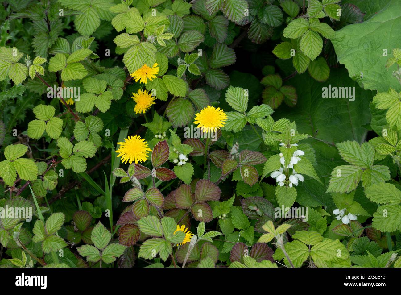 Mixture of wildflowers hi-res stock photography and images - Alamy