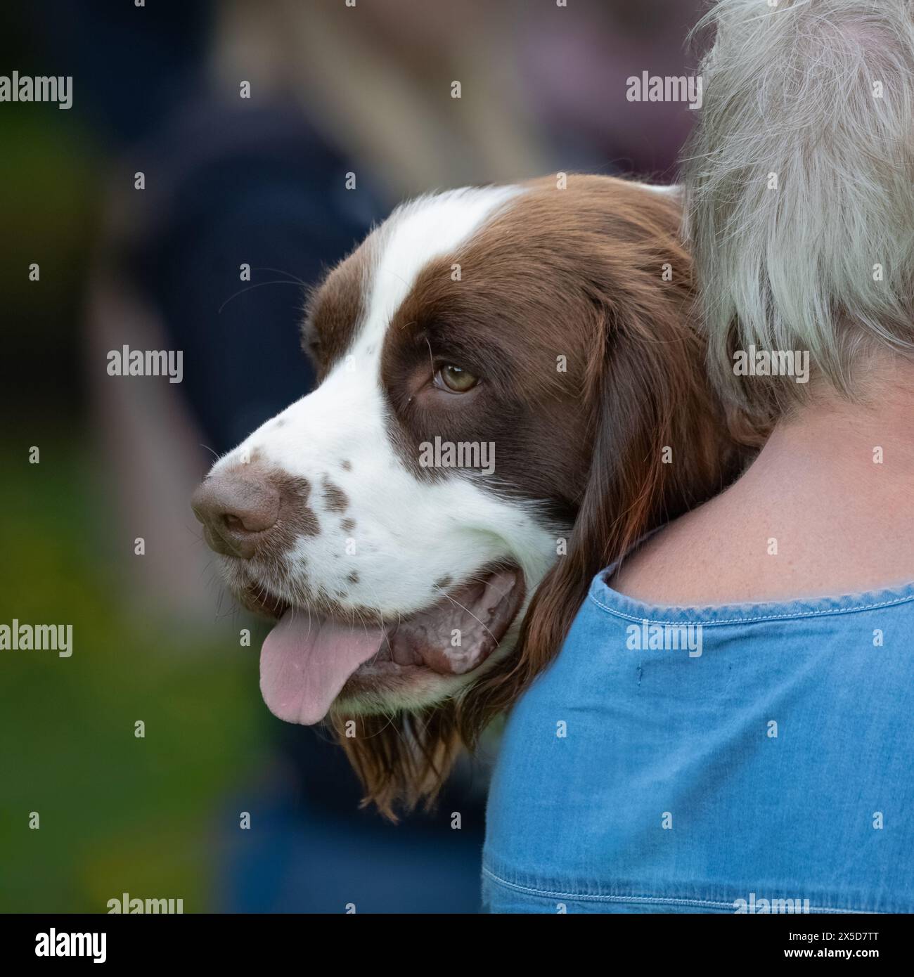 A close up of the head once of a springer spaniel as it rests on its unrecognisable owners shoulder Stock Photo