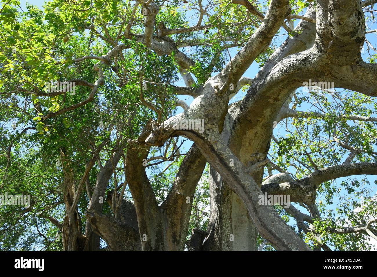 Majestic Baobab Trees, Symbol Of Life And Resilience In The African 