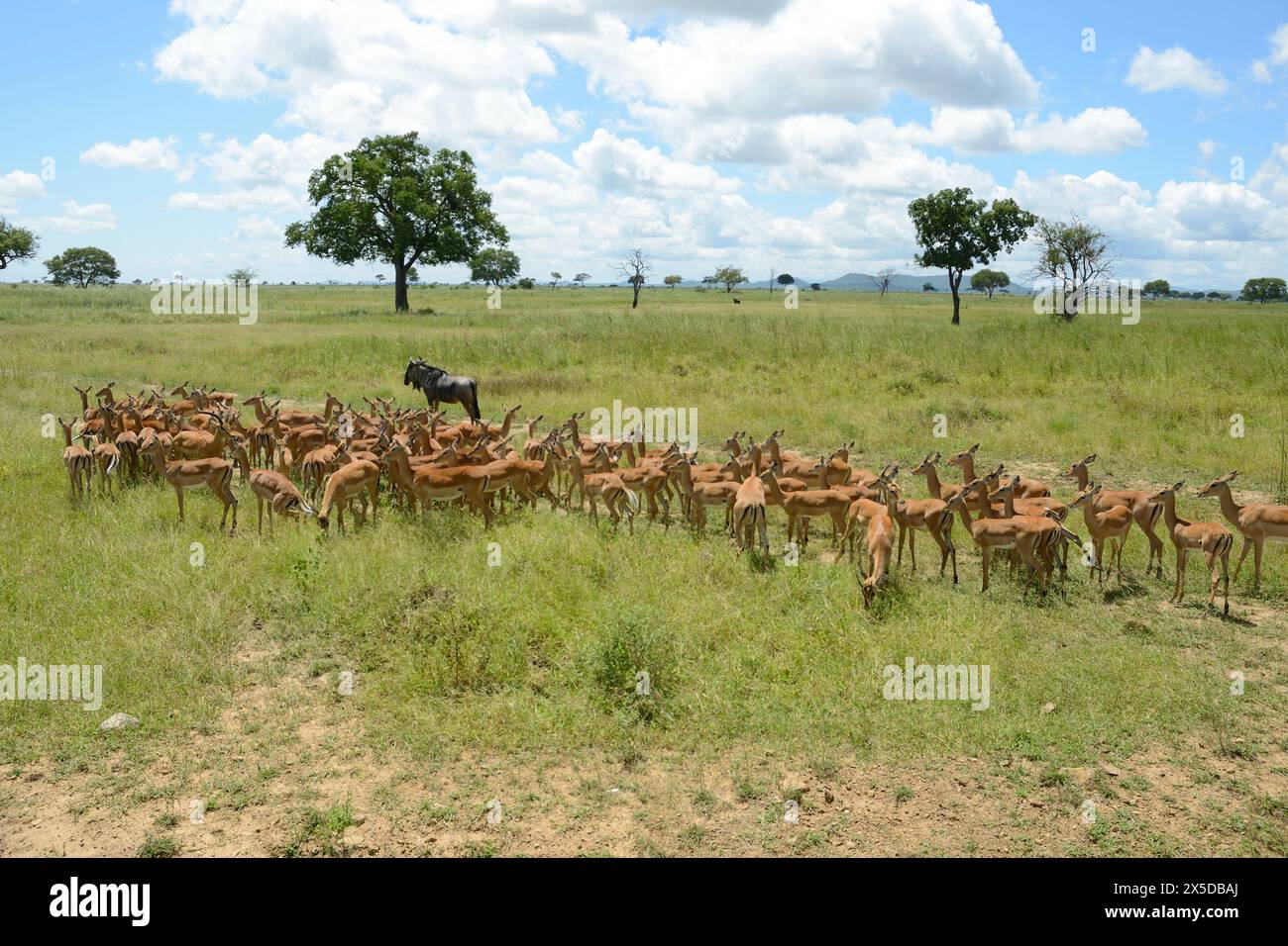 Impala, rooibok, Aepyceros melampus, medium-sized antelope found in eastern and southern Africa. Stock Photo