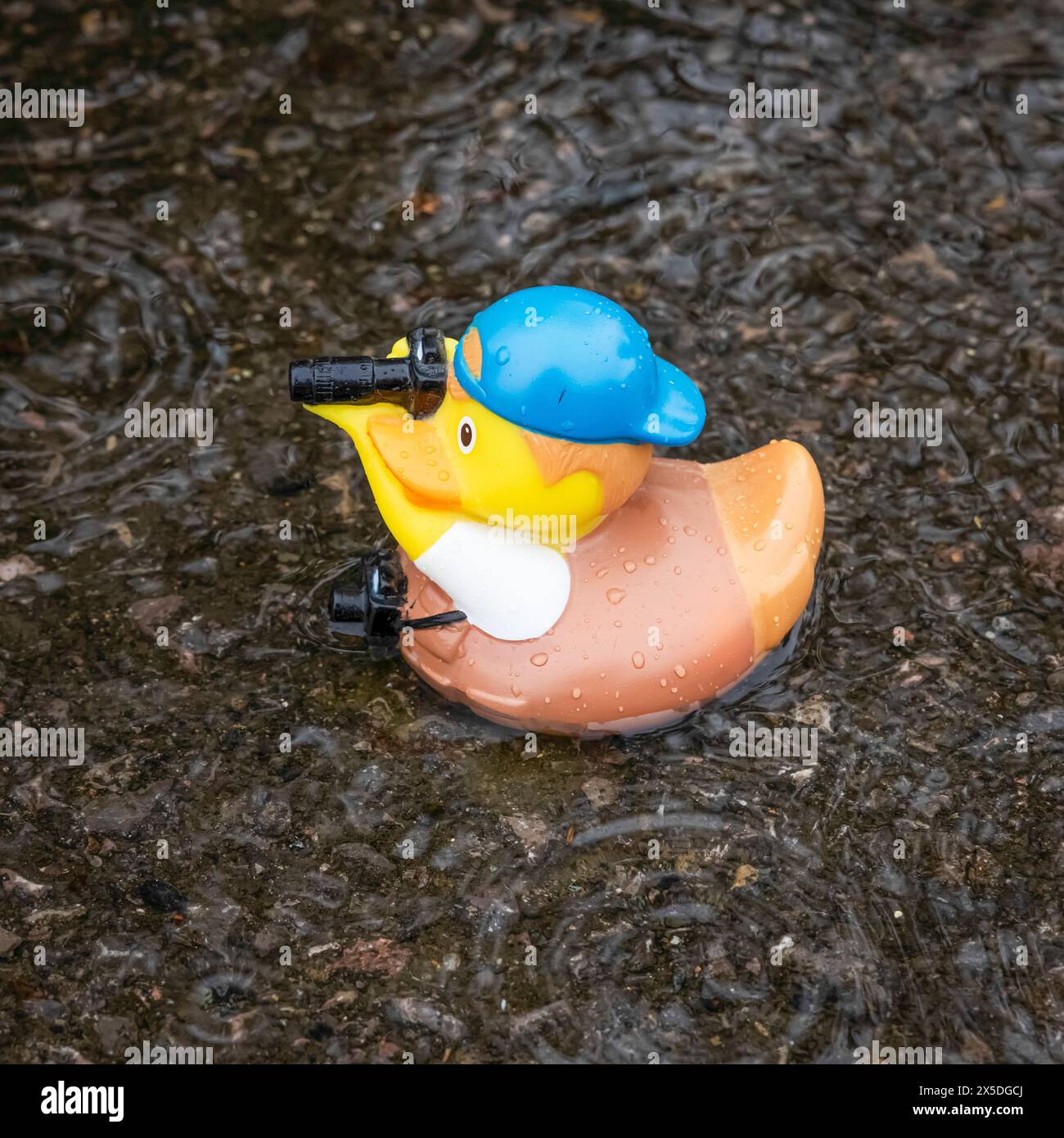 A funny picture of a Paparazzi rubber duck with a camera in a rainy puddle Stock Photo
