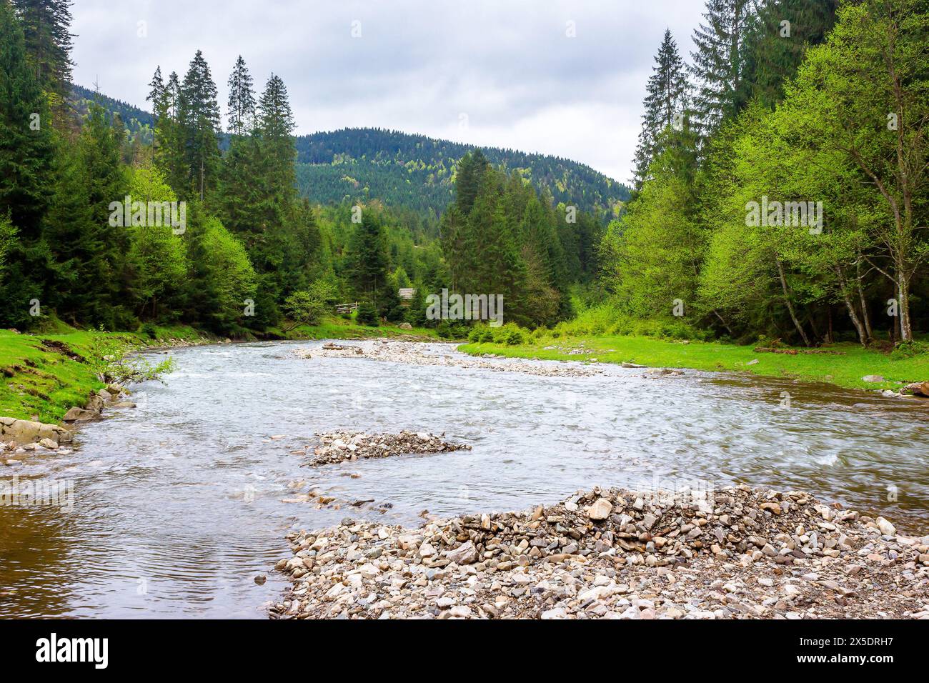 landscape with river in carpathian mountains. forest on the grassy shore. shallow water revealing stones. scenery of synevyr national park of ukraine Stock Photo