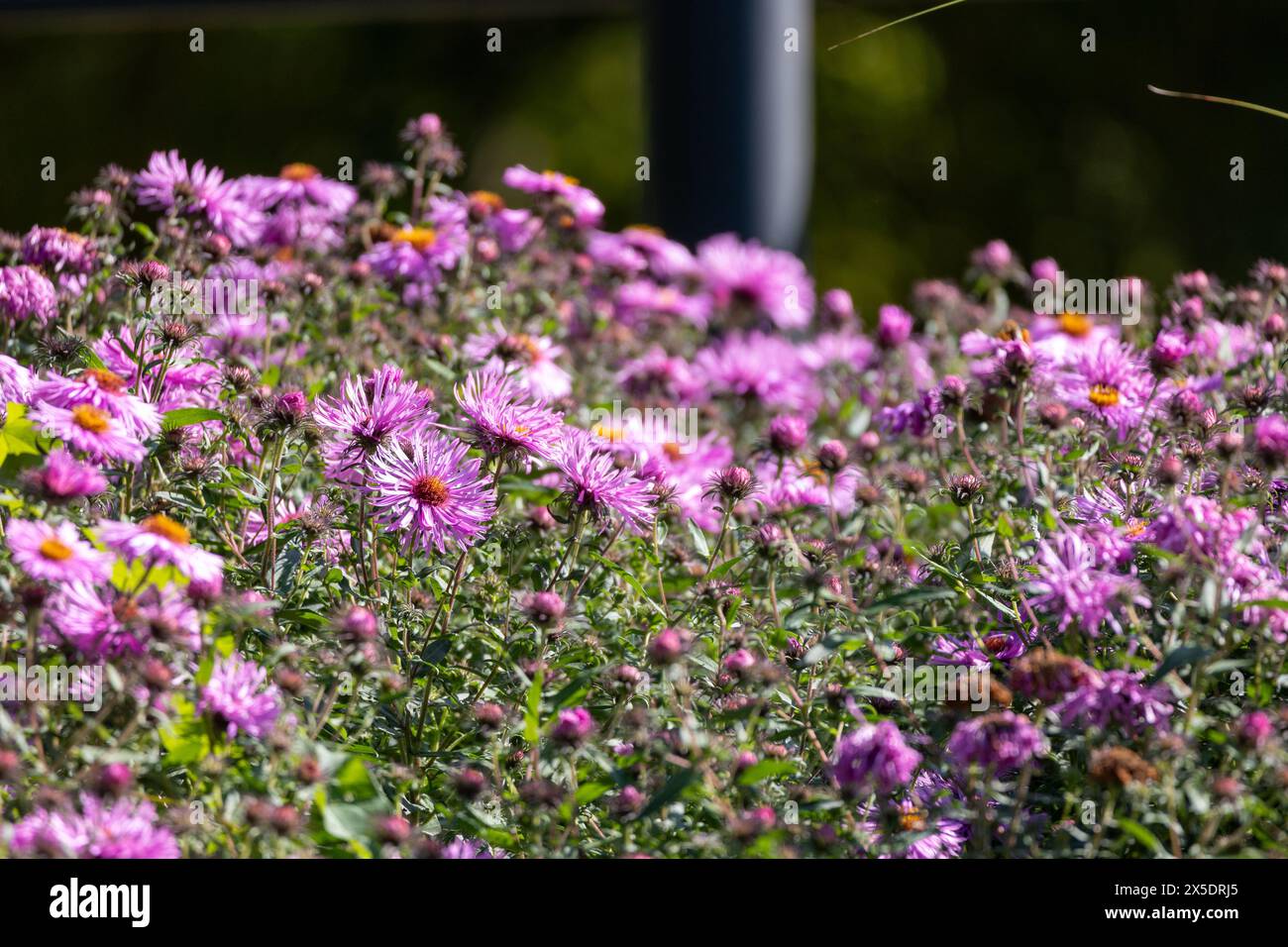 pink flowers of the aster close up. Aster Dumosus Stock Photo