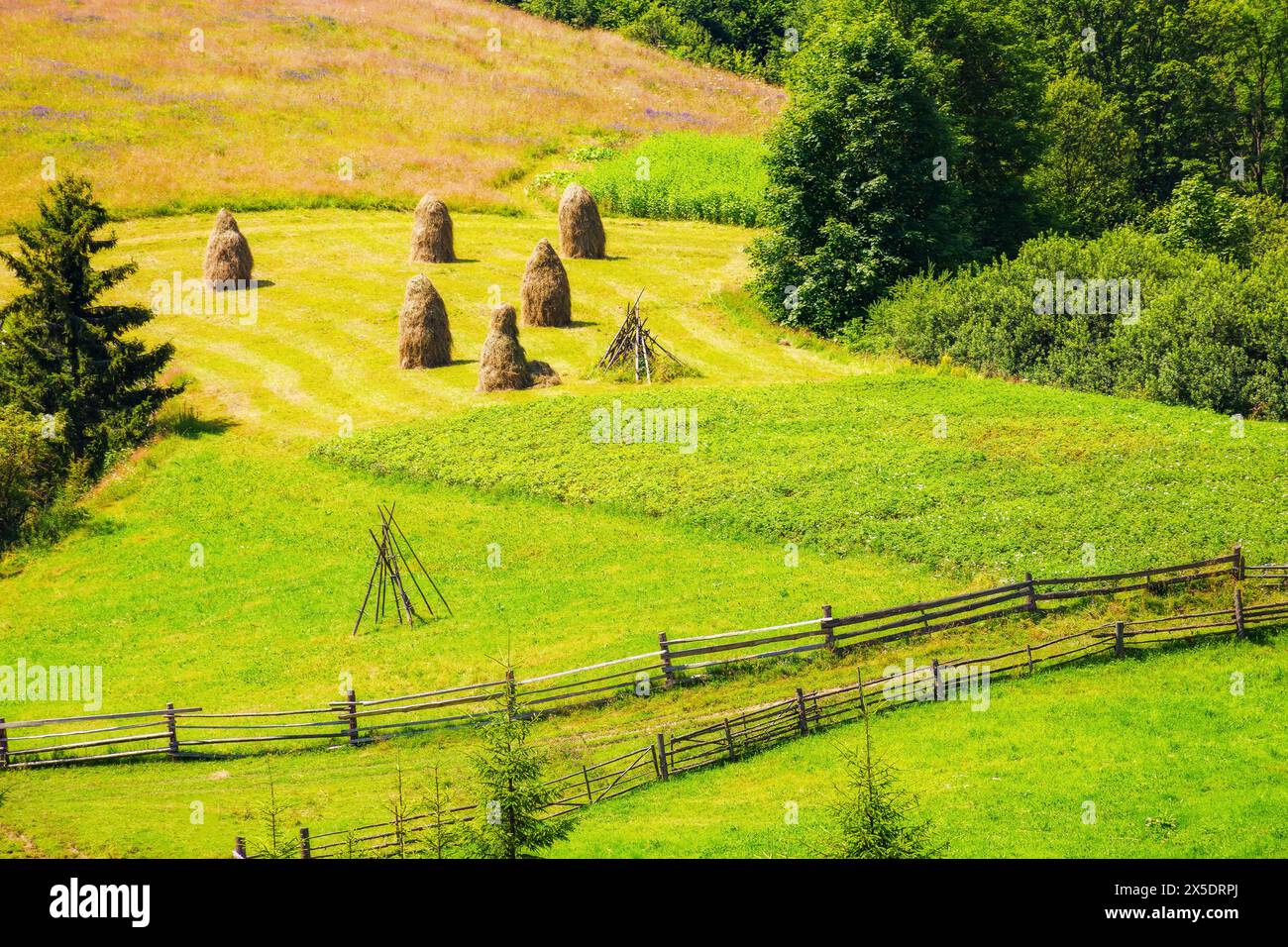 agricultural field on a hillside with haystacks on a green grassy meadow. beautiful summer day in mountains. Carpathian rural area of ukraine. Stock Photo