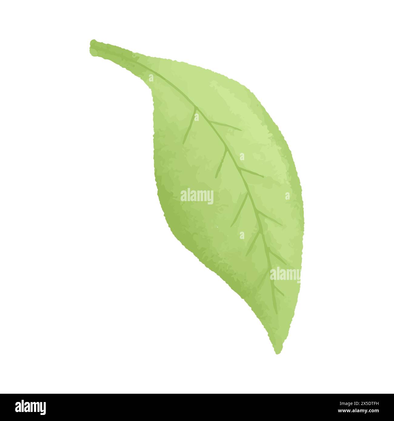 Watercolor vector illustration of leaf in childish style Stock Vector ...