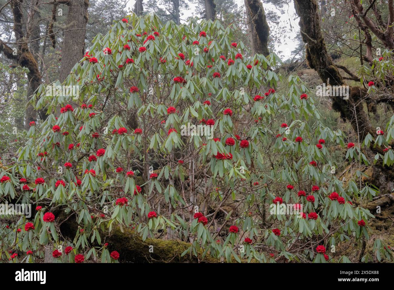Rhododendrons in bloom on the way to Kangchanjunga Base Camp, Yamphuddin, Nepal Stock Photo