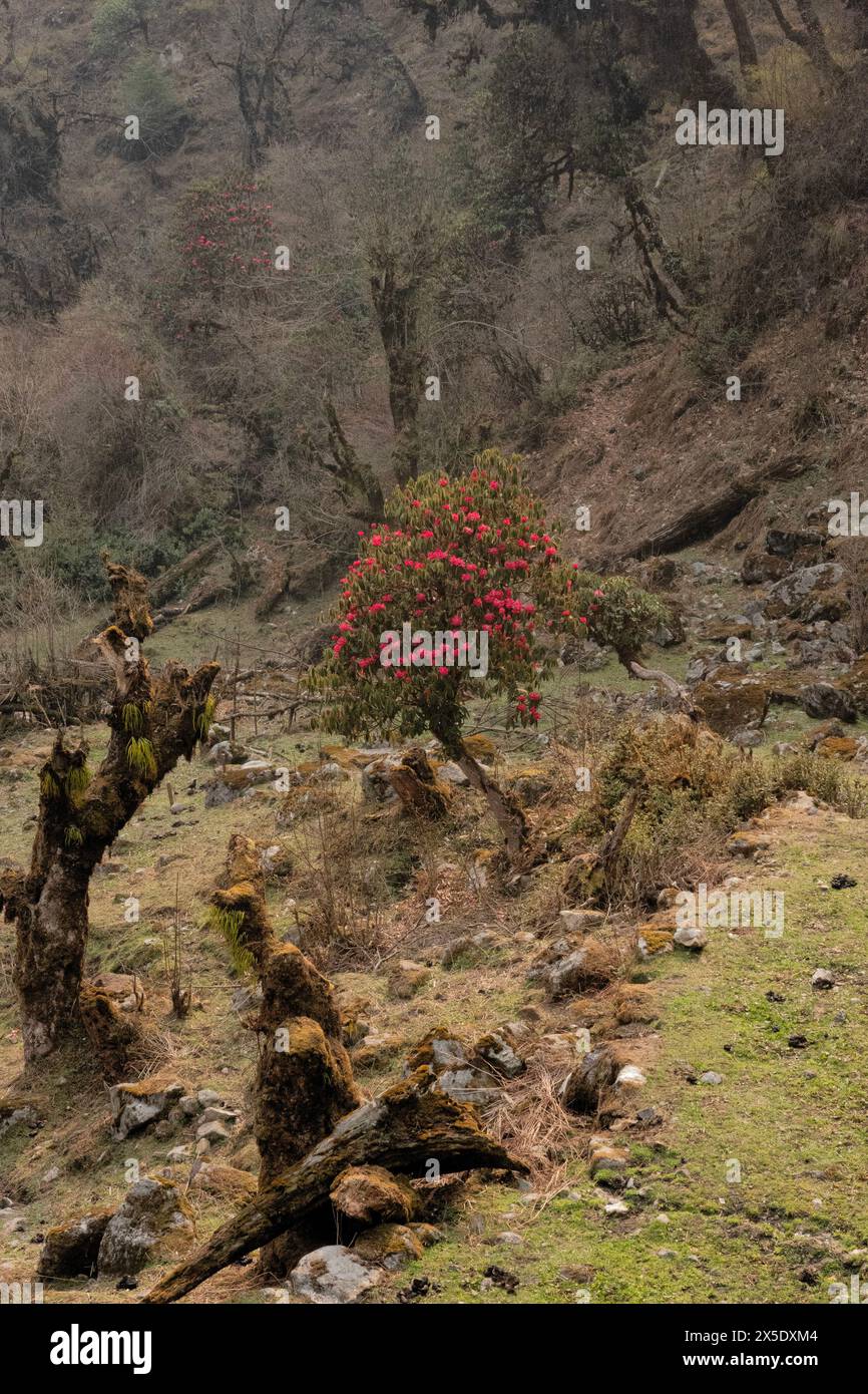 Rhododendrons in bloom on the way to Kangchanjunga Base Camp, Yamphuddin, Nepal Stock Photo