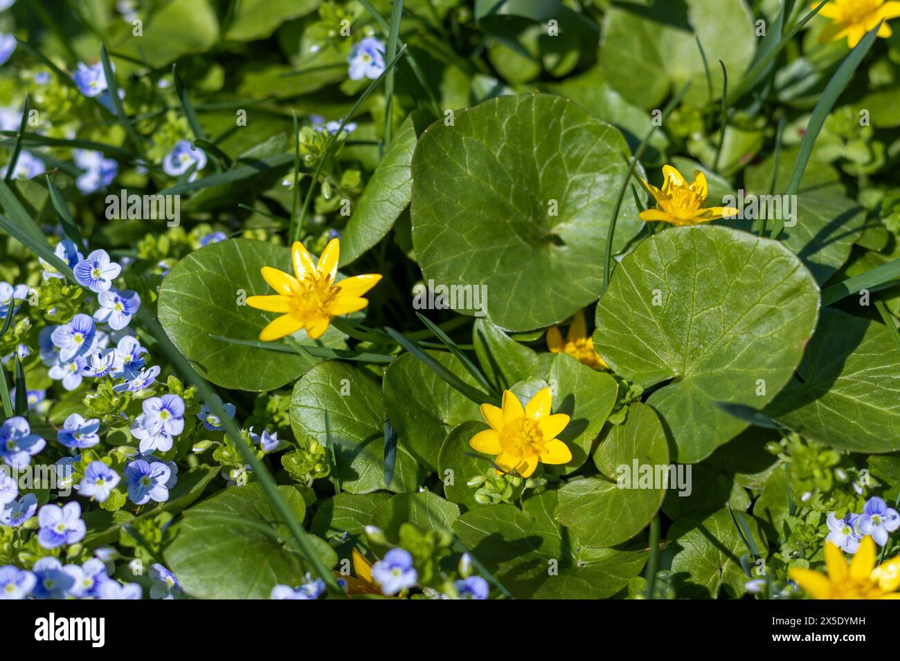 Spring forest primroses yellow and blue. Close-up. Caltha and Veronica chamaedrys. Beauty in nature. Stock Photo