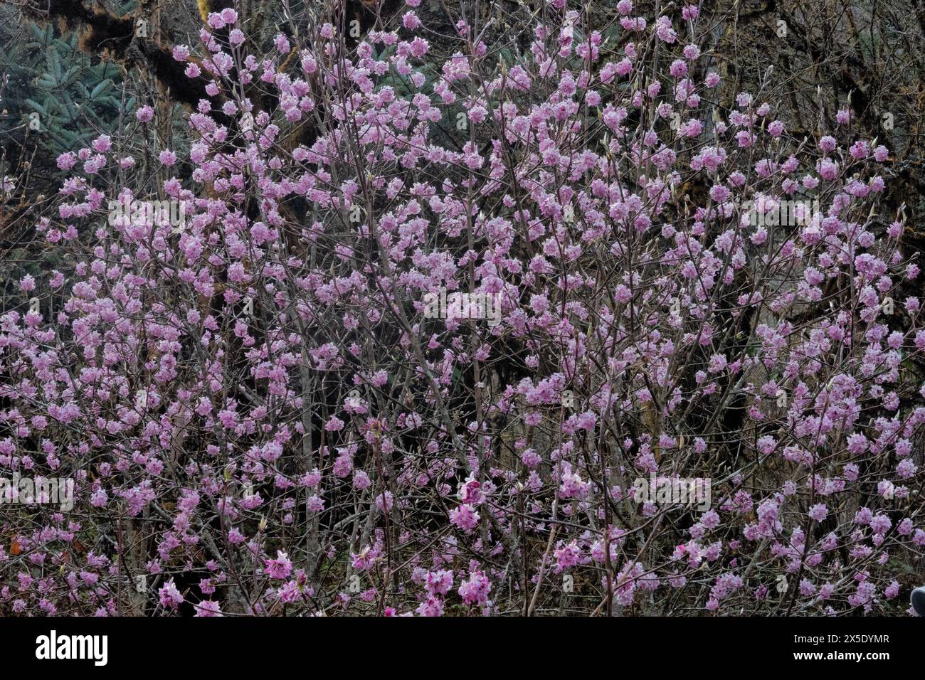 Lokta (Daphne) flowers in bloom on the way to Kangchanjunga Base Camp, Yamphuddin, Nepal Stock Photo