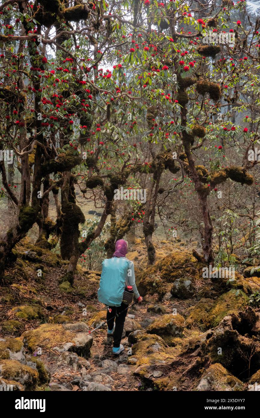 Trekking through a rhododendron forest on the way to Kangchanjunga Base Camp, Yamphuddin, Nepal Stock Photo