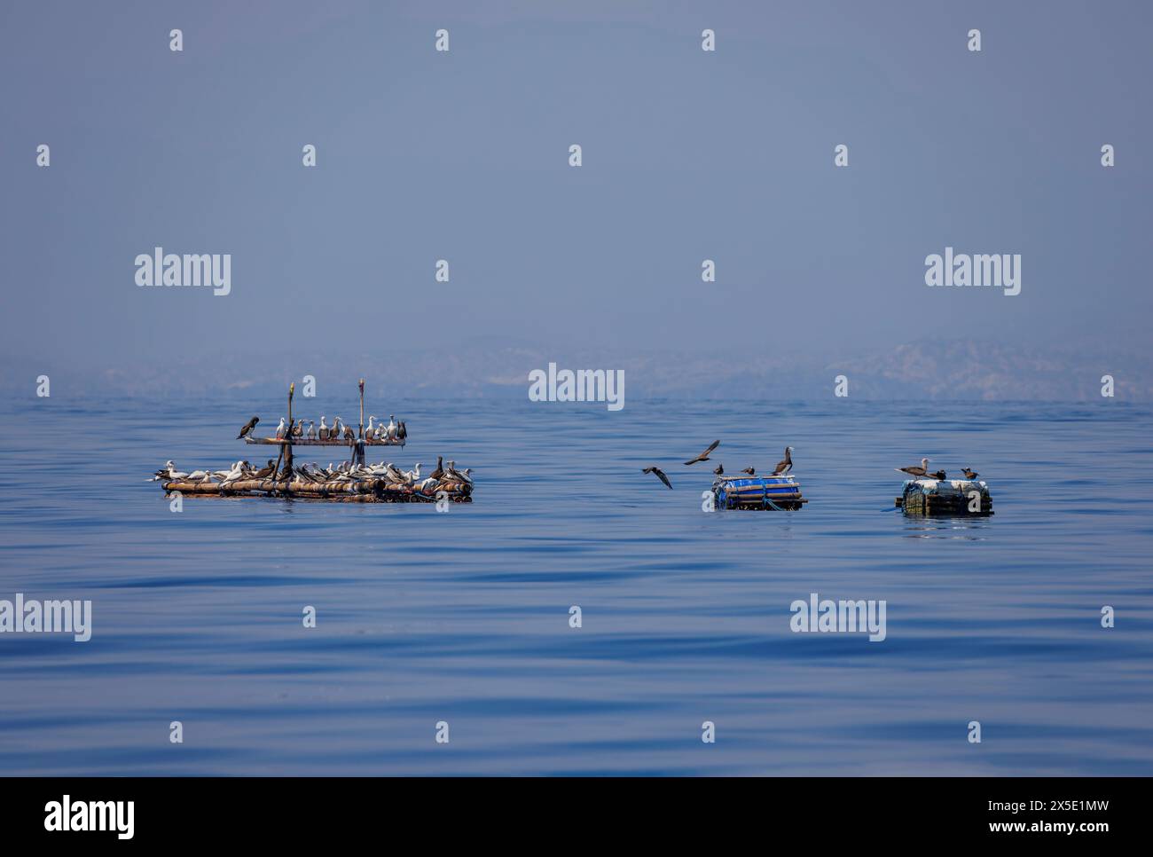 Various seabirds gather at a fish aggregating device deployed offshore by natives to aid in fishing off The Democratic Republic of Timor-Leste. Stock Photo