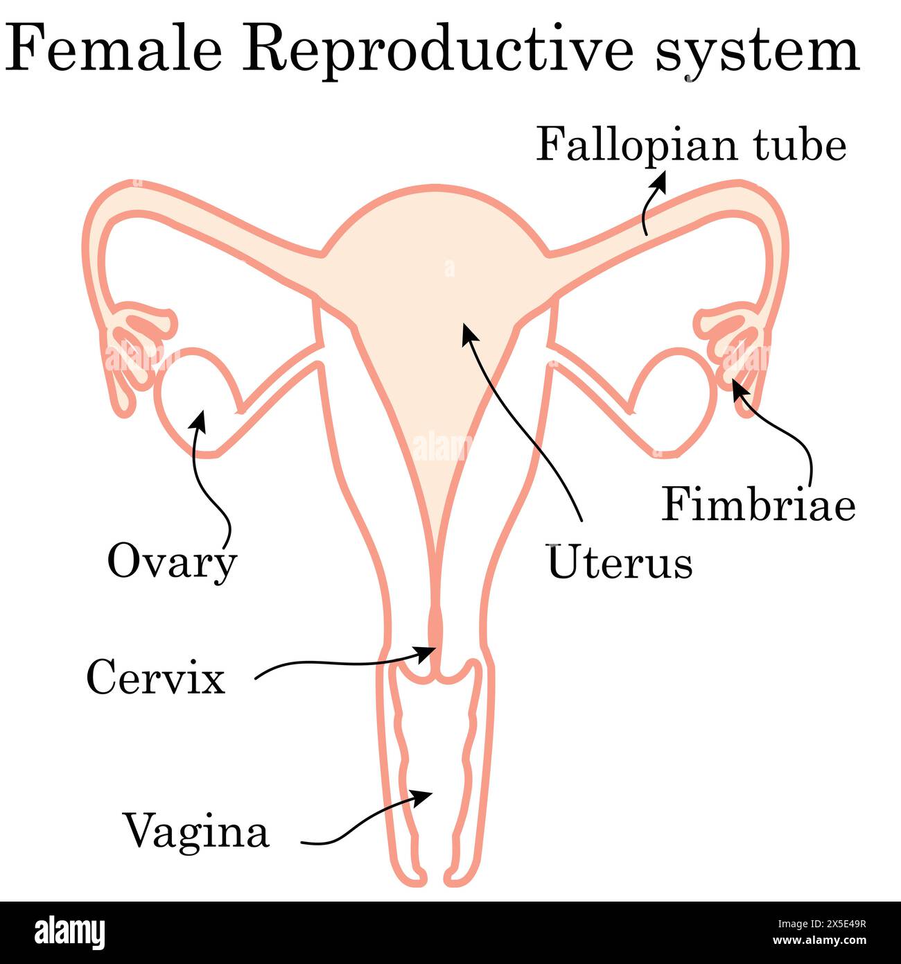 female reproductive system illustration on white background. Human anatomy Stock Vector