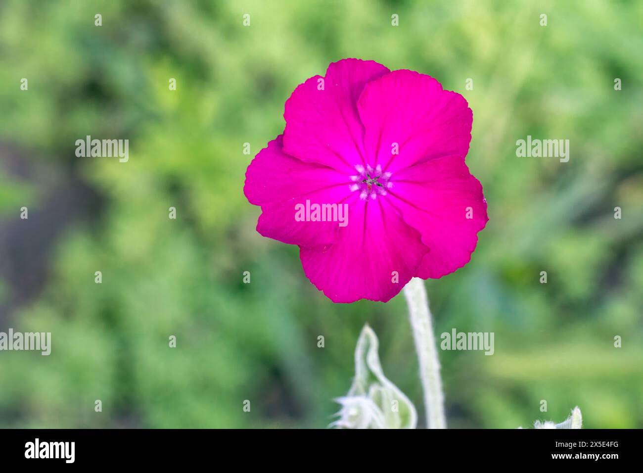 Close-up a flower Silene coronaria or Lychnis coronaria with blurred natural background. Flowering plants in the garden. Stock Photo