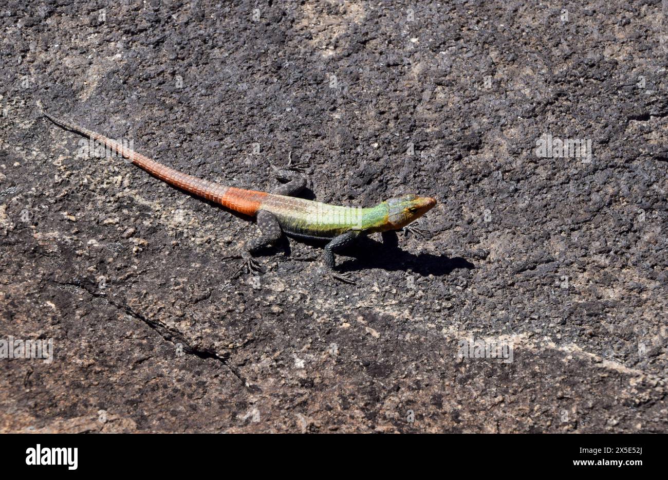 Zimbabwe. 1st May 2024. A colourful common flat lizard. Credit: Vuk Valcic / Alamy. Stock Photo