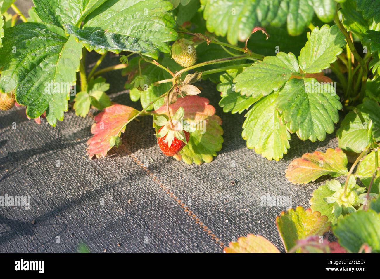 Organic sweet strawberry berry on a garden bed Stock Photo - Alamy