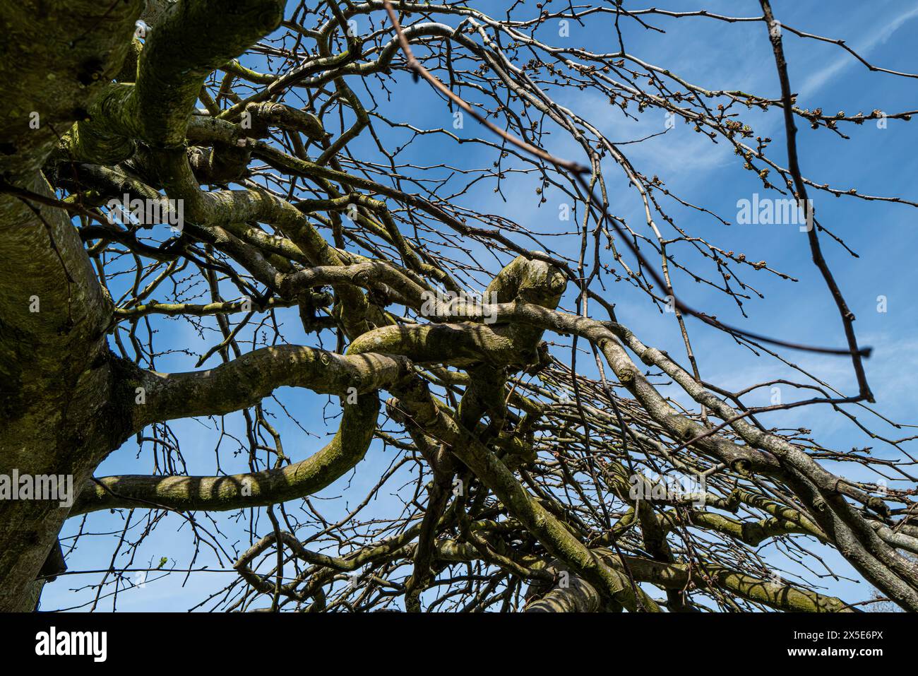 The leafless drooping twisted branches of Ulmus glabra ‘Camperdownii’ Weeping Wych Elm in Trenance Gardens in Newquay in Cornwall in the UK. Stock Photo