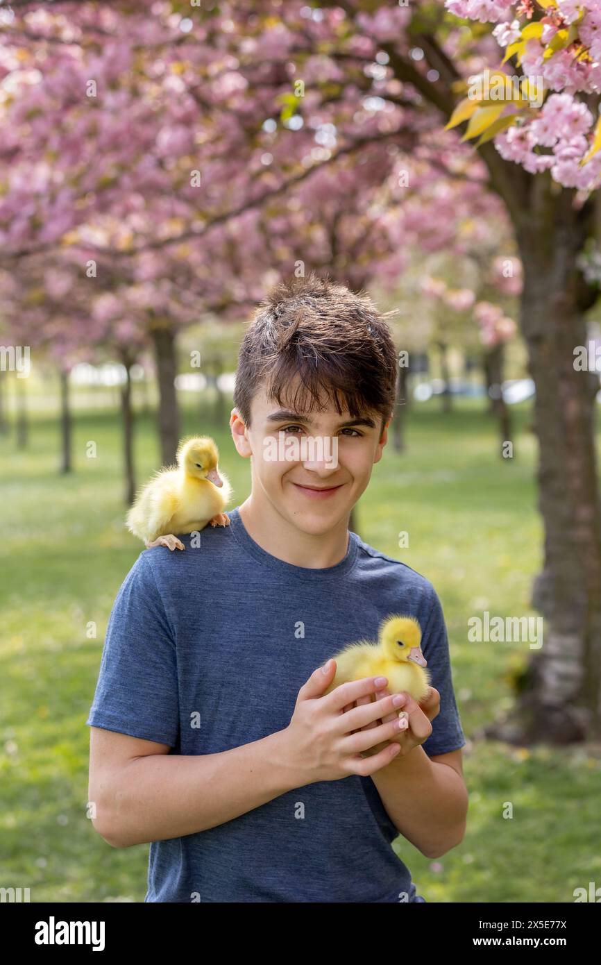 Beautiful children, boys, siblings, playing with little goslings in the park srpingtime Stock Photo