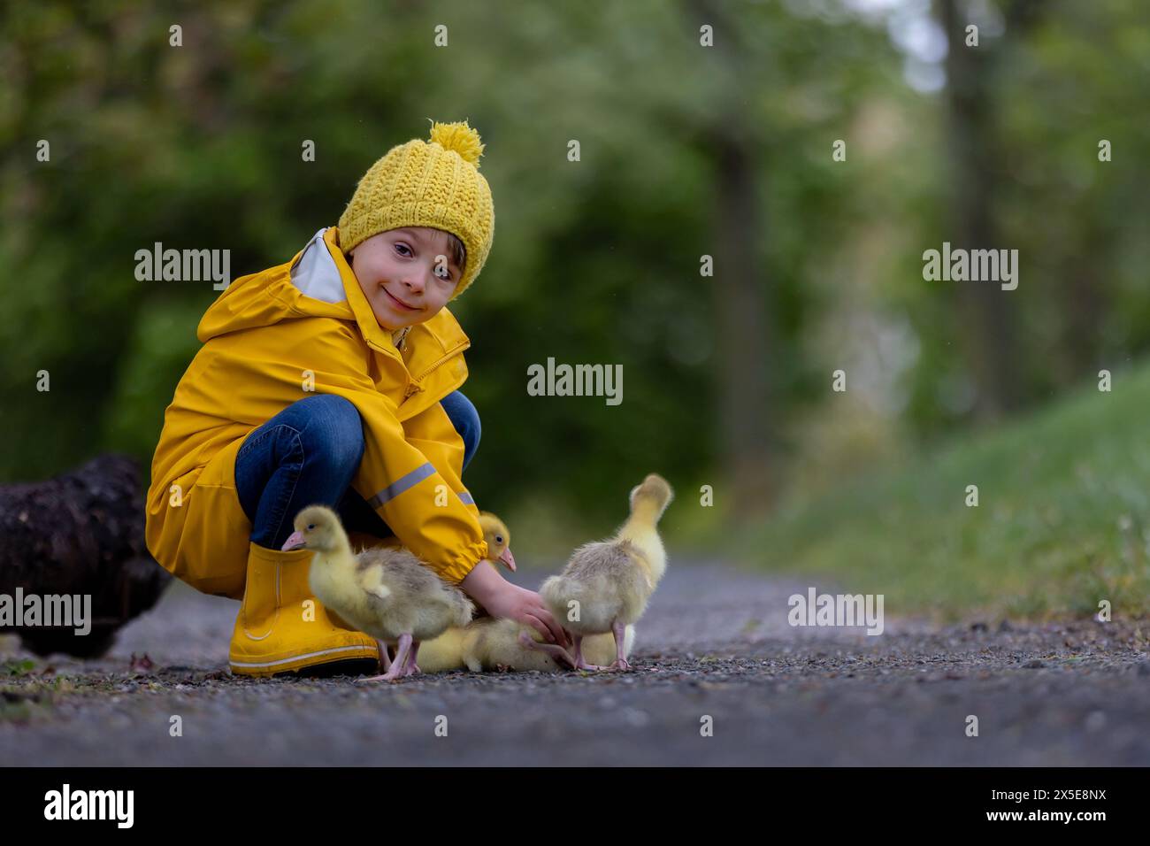 Cute little school child, playing with little gosling in the park on a rainy day, springtime Stock Photo