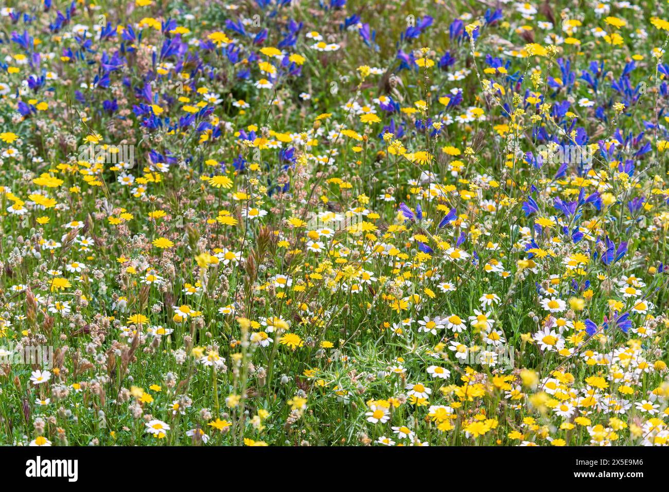 Campo lleno de vegetación y múltiples flores silvestres de diversos colores en primavera Stock Photo