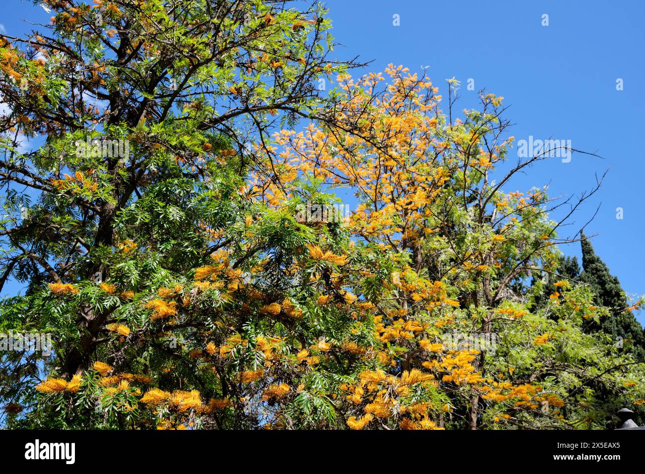 Australian silky hires stock photography and images Alamy