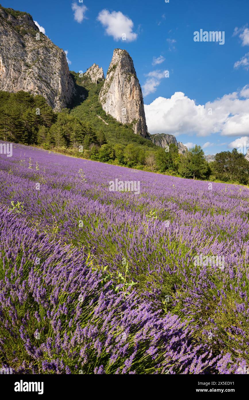 Lavender fields in summer with mountains near the village of Saou in the department of Drome. France Stock Photo