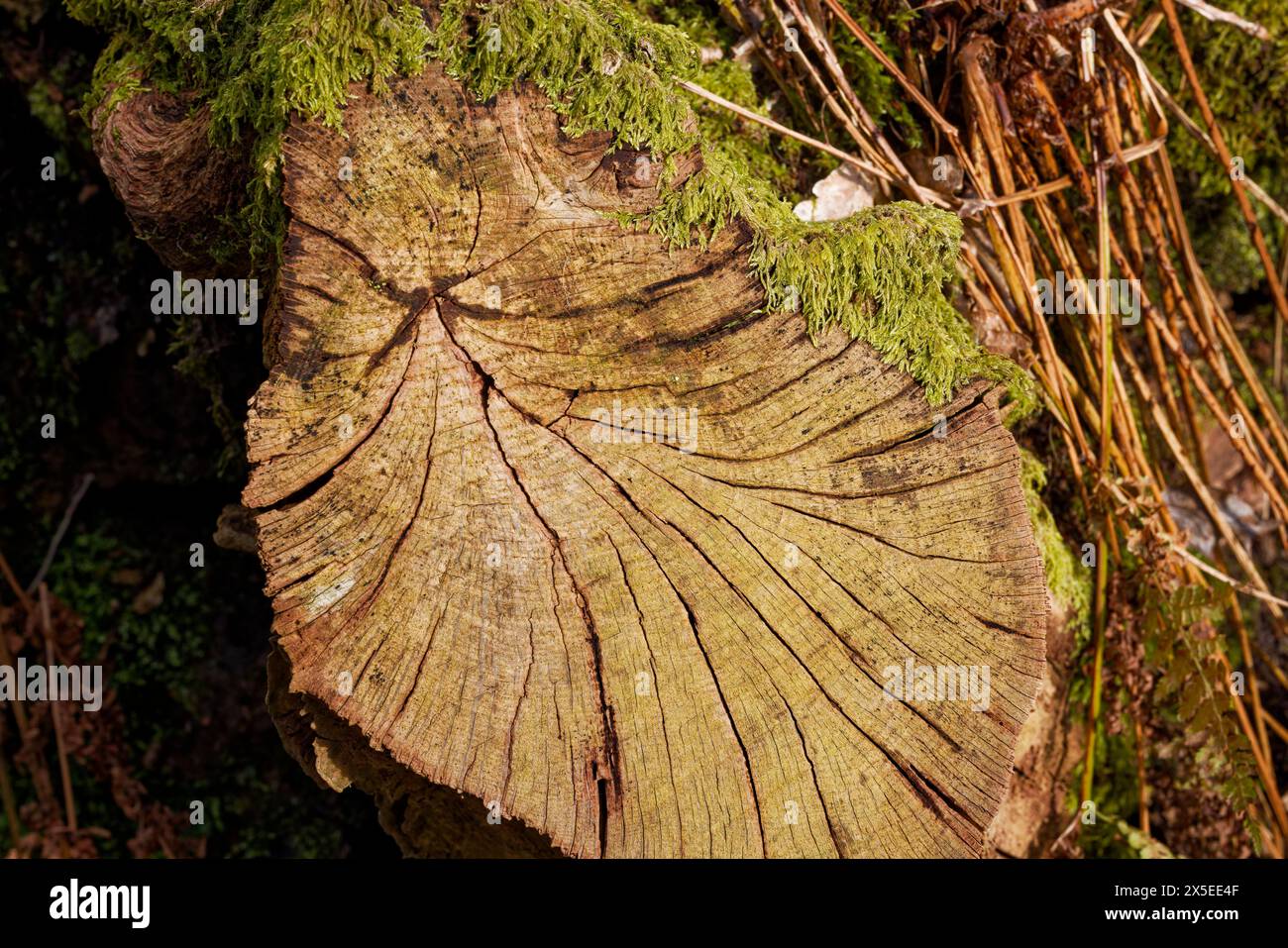Tree stump in Dearden Clough Stock Photo